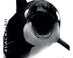 Critique DVD : Blackfish documentaire sur les orques en captivité, disponible le 1er juillet