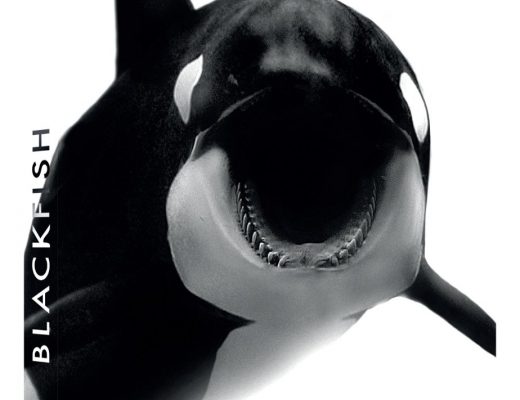 Critique DVD : Blackfish documentaire sur les orques en captivité, disponible le 1er juillet